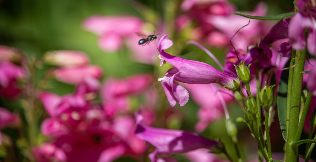 A pollinating insect landing on a pink flower