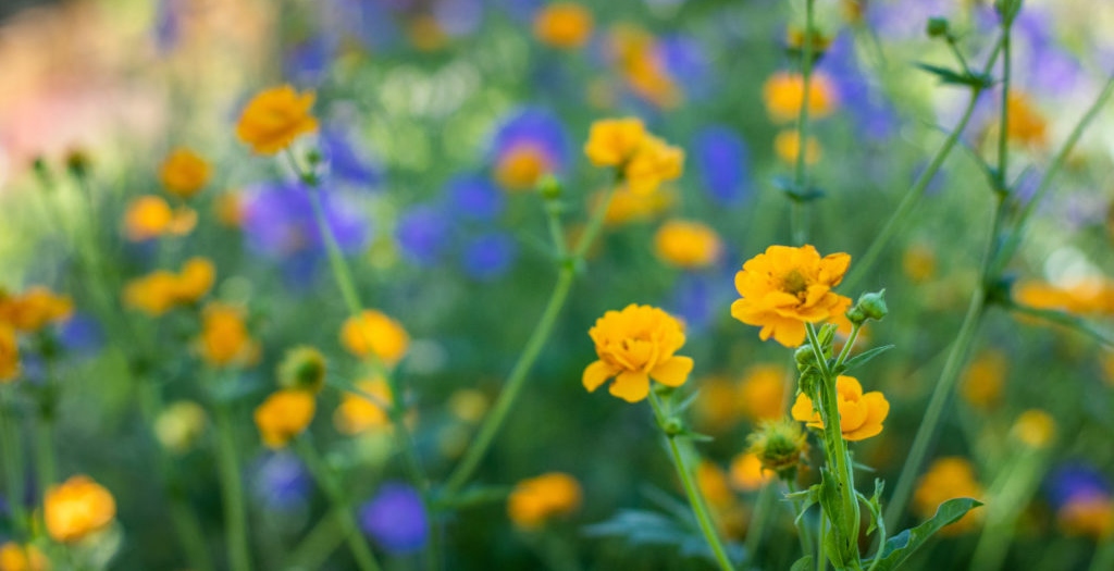 Yellow and purple flowers growing outdoors