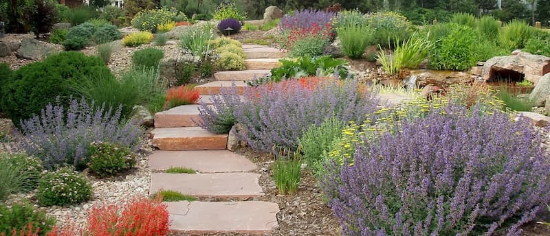 A yard filled with native plants and flowers